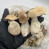 Golden Teacher Magic Mushroom